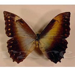 Morpho sp Gynandromorph (Internet Image property of respective owner, non-commercial use only)